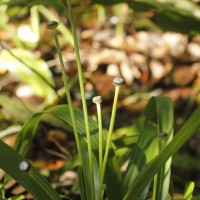 Eriocaulon psammophilum S.M.Phillips